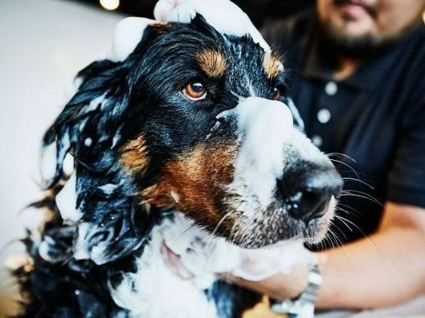 deep-cleansing-pet-anti-dandruff-solutions-in-secunderabad