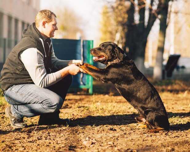 dog-trainer-in-mysore