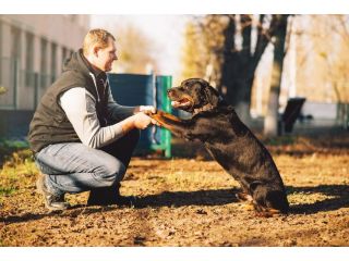 dog-trainer-in-mysore-small-0