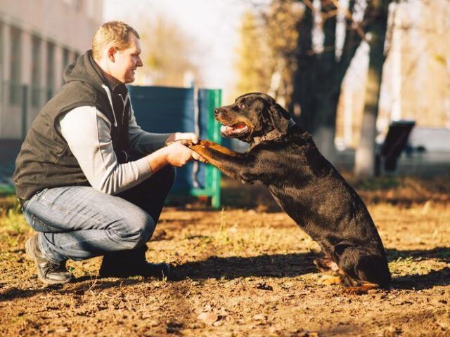dog-trainer-in-mysore