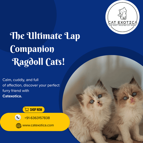 top-ragdoll-cat-for-sale-in-bangalore-big-0