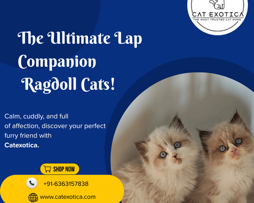 top-ragdoll-cat-for-sale-in-bangalore