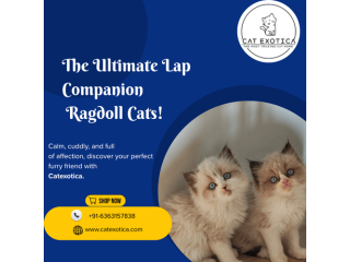 top-ragdoll-cat-for-sale-in-bangalore-small-0