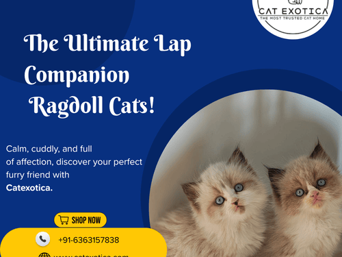 top-ragdoll-cat-for-sale-in-bangalore