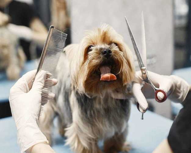 pet-de-matting-and-detangling-services-in-secunderabad