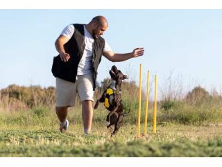 dog-trainer-in-srinagar-jk-small-0