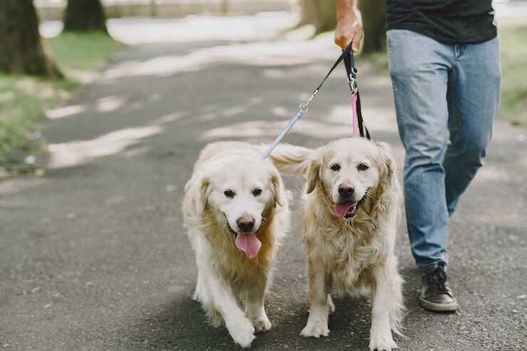 dog-walking-services-in-srinagar-jk-big-0