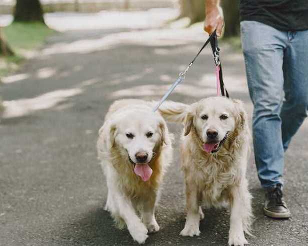 dog-walking-services-in-srinagar-jk