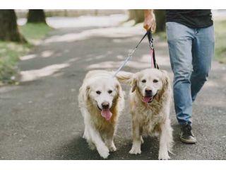 dog-walking-services-in-srinagar-jk-small-0