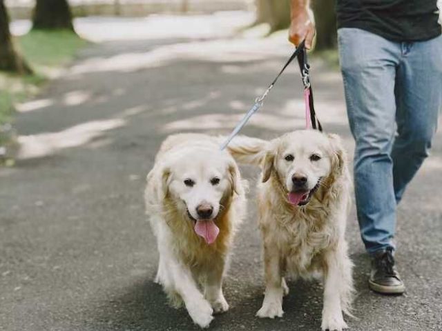 dog-walking-services-in-srinagar-jk