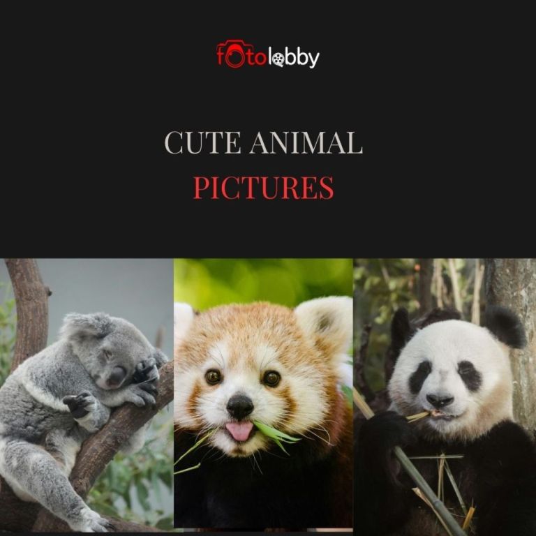 cute-animal-pictures-by-fotolobby-gurgaon-big-0