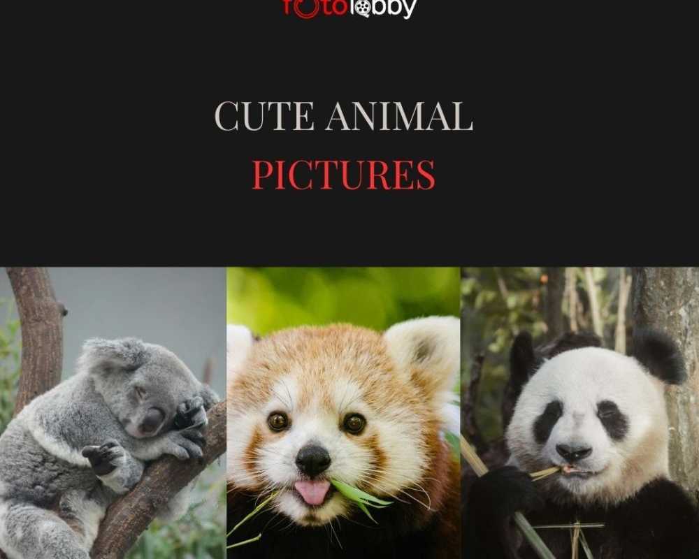 cute-animal-pictures-by-fotolobby-gurgaon