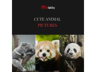 cute-animal-pictures-by-fotolobby-gurgaon-small-0
