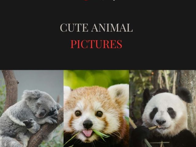 cute-animal-pictures-by-fotolobby-gurgaon