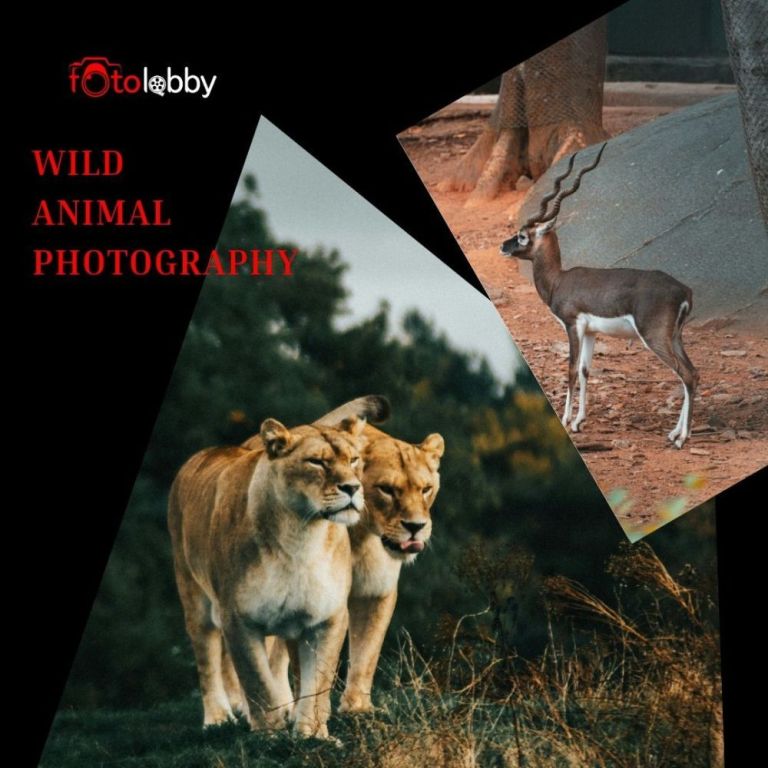 wild-animal-photography-by-fotolobby-gurgaon-big-0