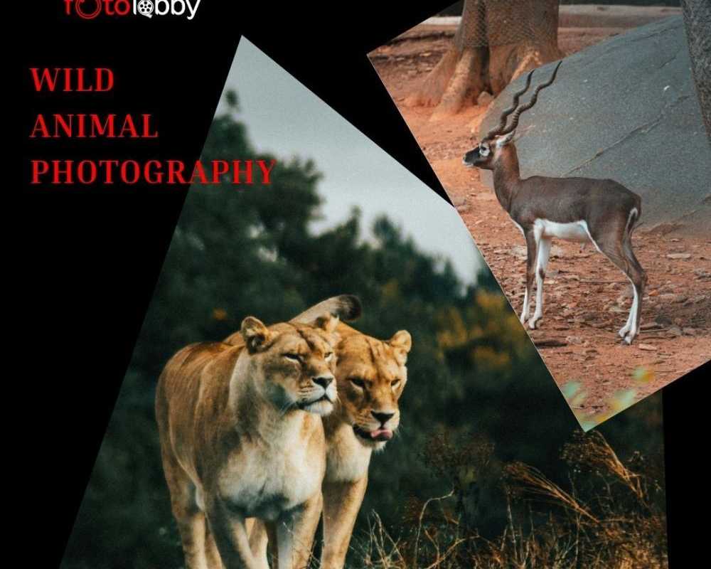 wild-animal-photography-by-fotolobby-gurgaon