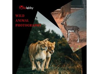 wild-animal-photography-by-fotolobby-gurgaon-small-0