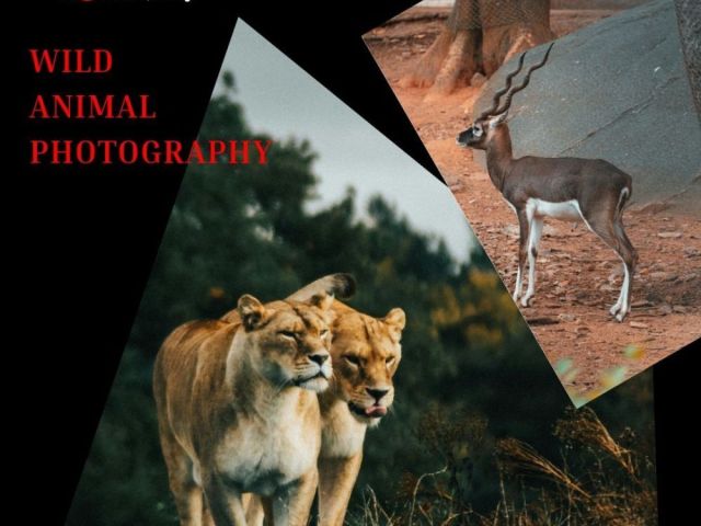 wild-animal-photography-by-fotolobby-gurgaon