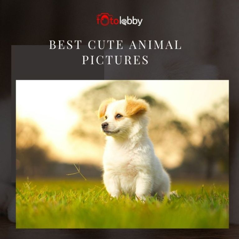 best-cute-animal-pictures-by-fotolobby-gurgaon-big-0