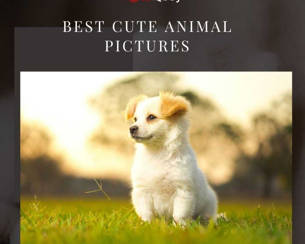 best-cute-animal-pictures-by-fotolobby-gurgaon
