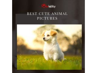 best-cute-animal-pictures-by-fotolobby-gurgaon-small-0