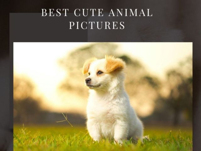 best-cute-animal-pictures-by-fotolobby-gurgaon