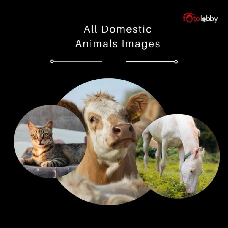 all-domestic-animals-images-by-fotolobby-gurgaon-big-0
