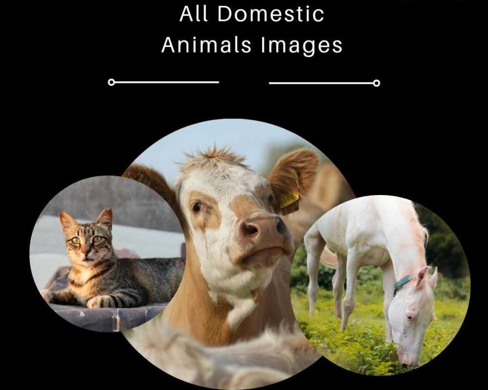 all-domestic-animals-images-by-fotolobby-gurgaon