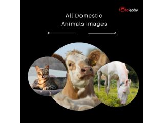 all-domestic-animals-images-by-fotolobby-gurgaon-small-0