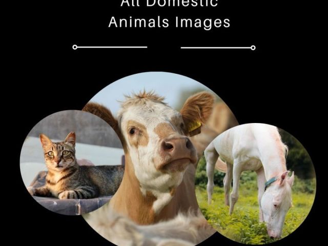 all-domestic-animals-images-by-fotolobby-gurgaon
