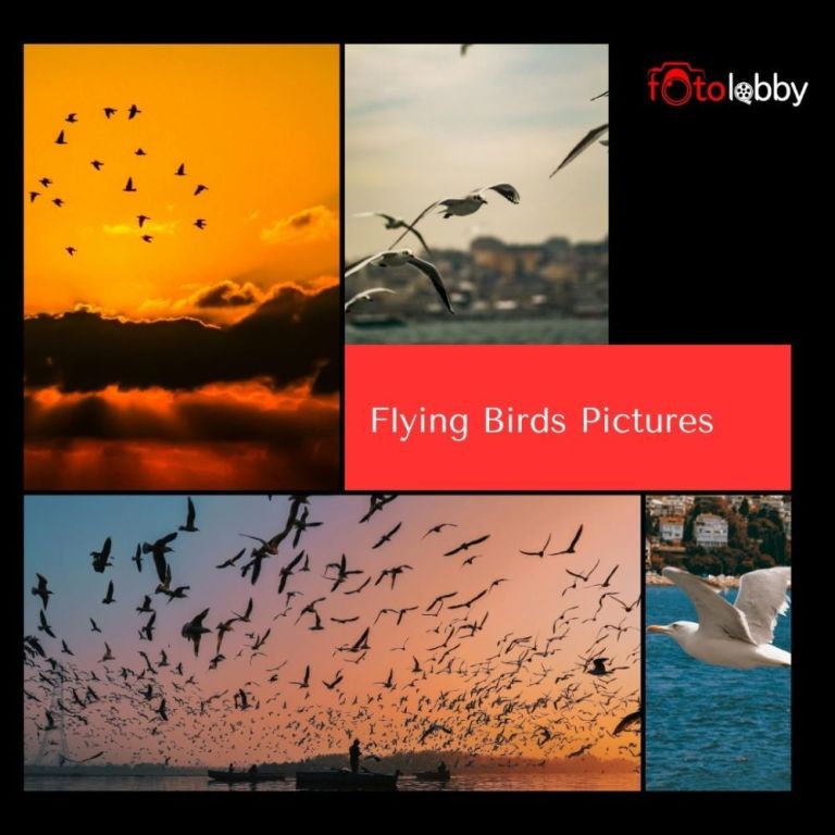 flying-birds-pictures-by-fotolobby-gurgaon-big-0