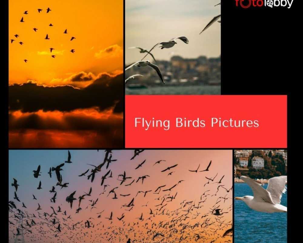 flying-birds-pictures-by-fotolobby-gurgaon