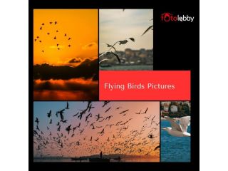flying-birds-pictures-by-fotolobby-gurgaon-small-0