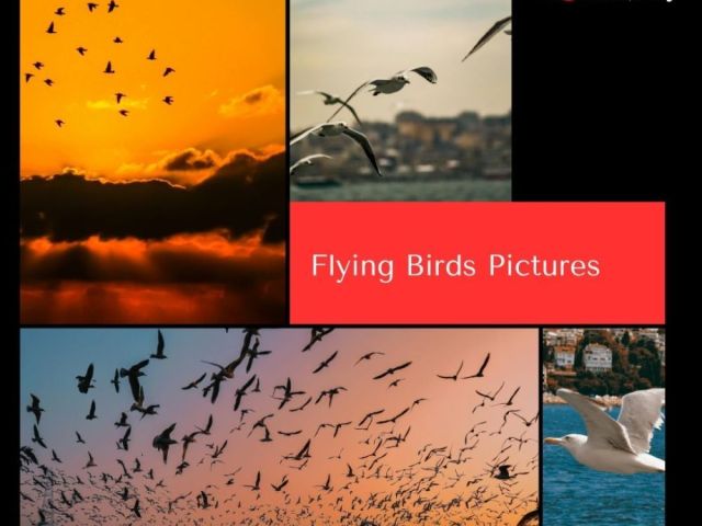 flying-birds-pictures-by-fotolobby-gurgaon