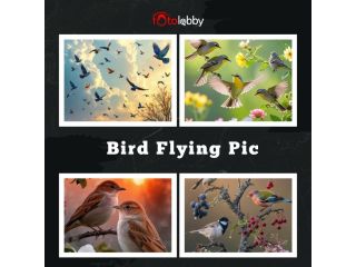 bird-flying-pic-by-fotolobby-gurgaon-small-0