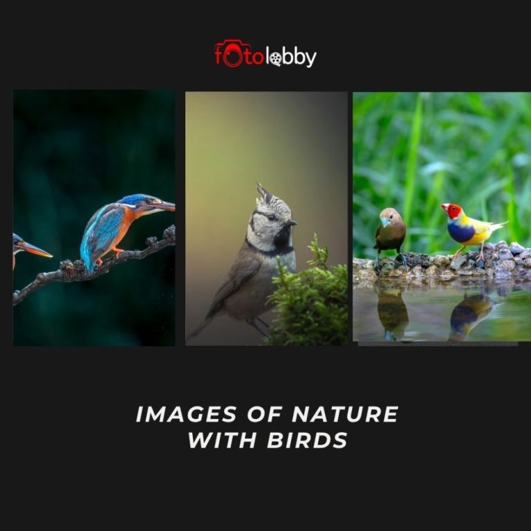 images-of-nature-with-birds-by-fotolobby-gurgaon-big-0