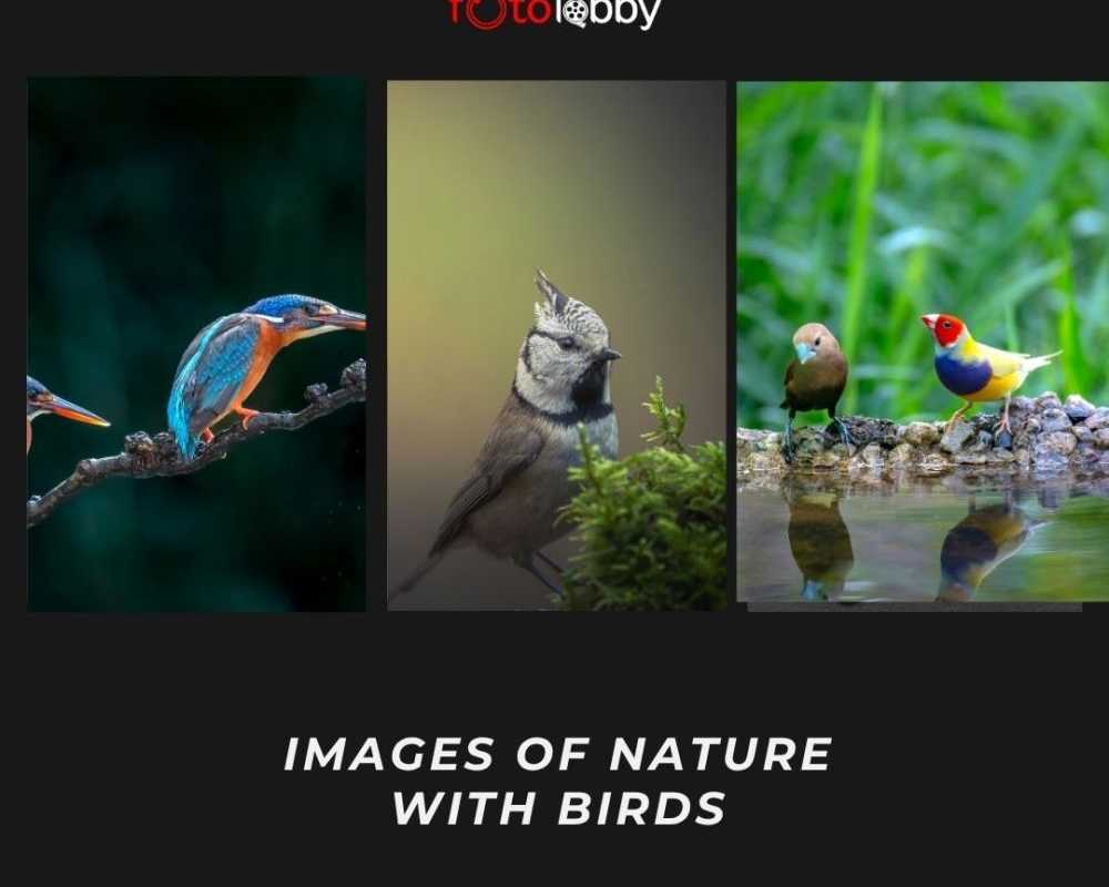 images-of-nature-with-birds-by-fotolobby-gurgaon