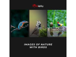 images-of-nature-with-birds-by-fotolobby-gurgaon-small-0