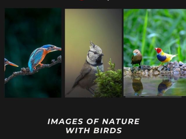 images-of-nature-with-birds-by-fotolobby-gurgaon