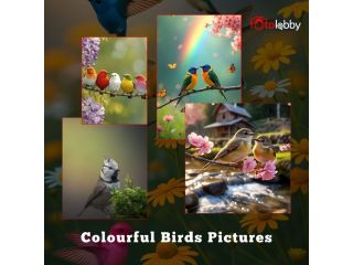 colourful-birds-pictures-by-fotolobby-gurgaon-small-0
