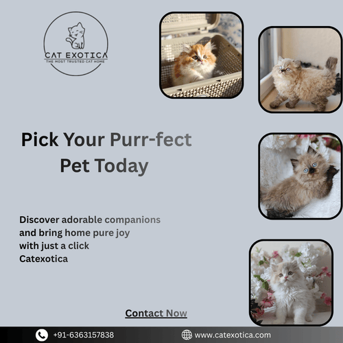 cats-in-bangalore-big-0