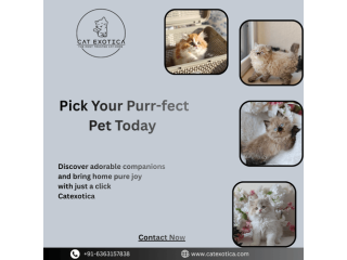 cats-in-bangalore-small-0