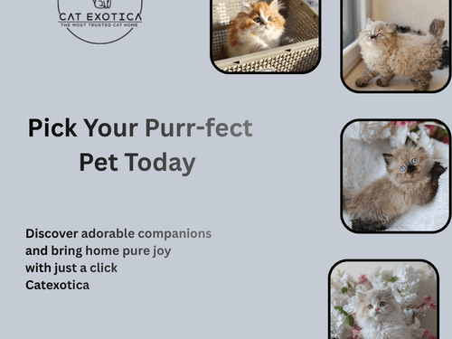 cats-in-bangalore
