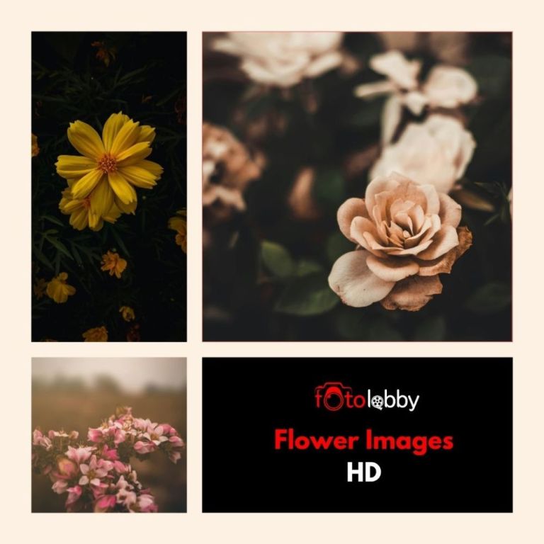 flower-images-hd-by-fotolobby-gurgaon-big-0