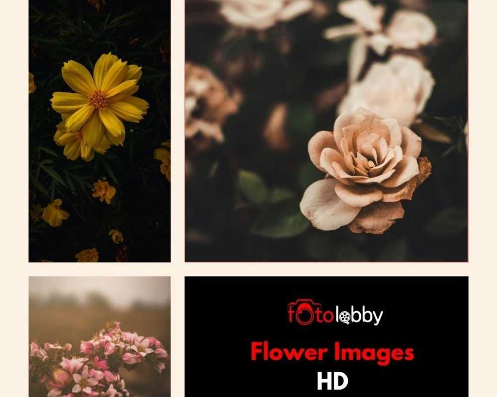 flower-images-hd-by-fotolobby-gurgaon
