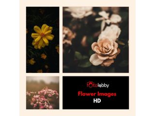 flower-images-hd-by-fotolobby-gurgaon-small-0