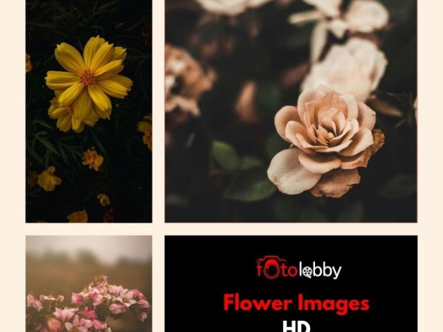 flower-images-hd-by-fotolobby-gurgaon