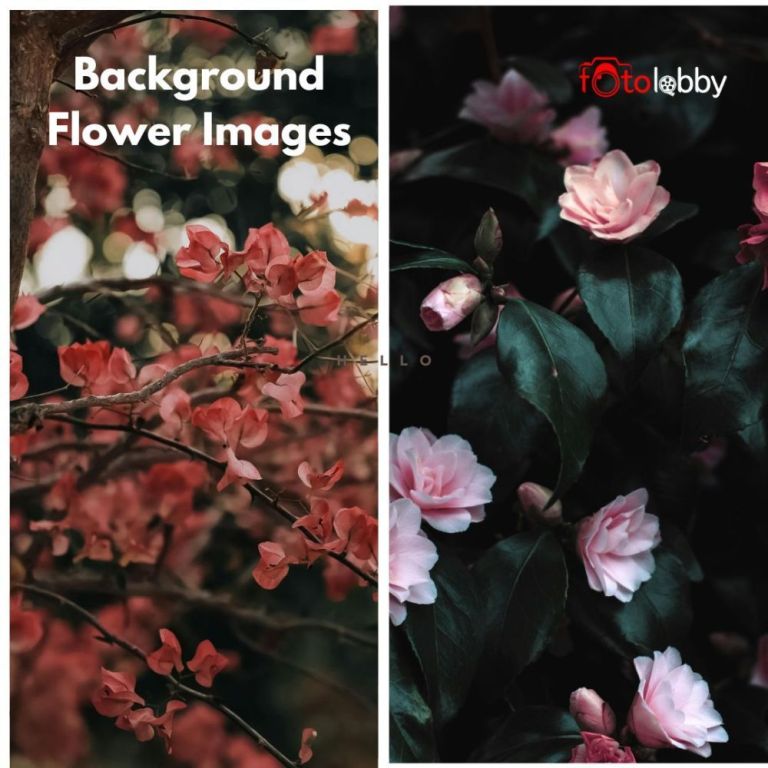 background-flower-images-by-fotolobby-gurgaon-big-0