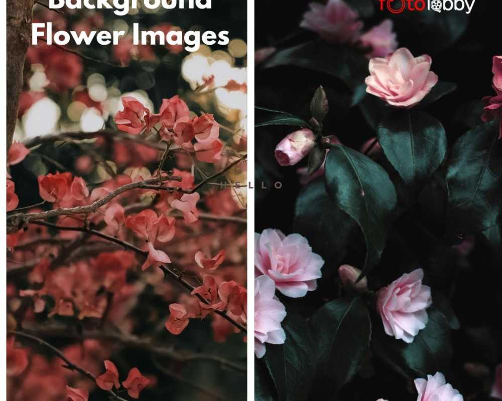 background-flower-images-by-fotolobby-gurgaon