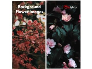 background-flower-images-by-fotolobby-gurgaon-small-0